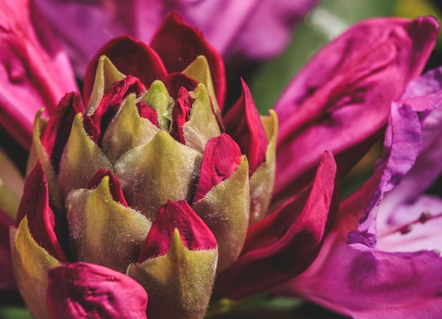 Foto close-up de uma flor de rosa rosa