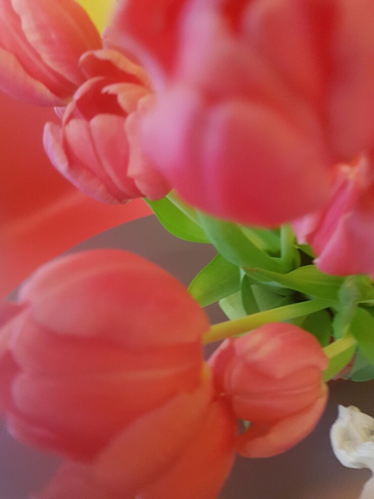 Foto close-up de uma flor de rosa rosa