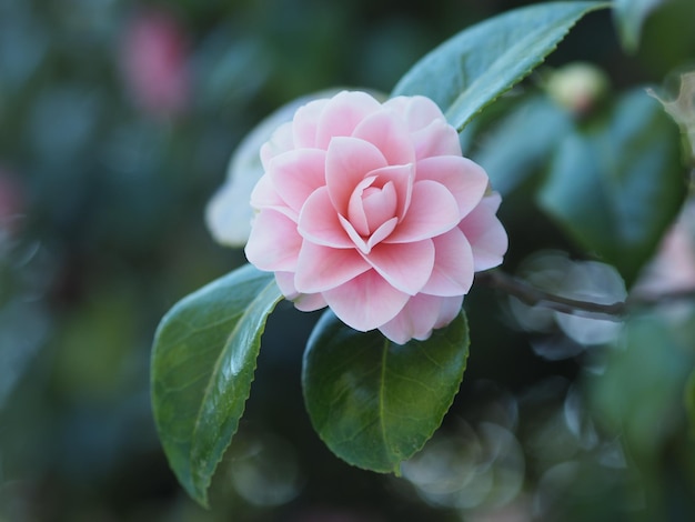 Close-up de uma flor de rosa rosa