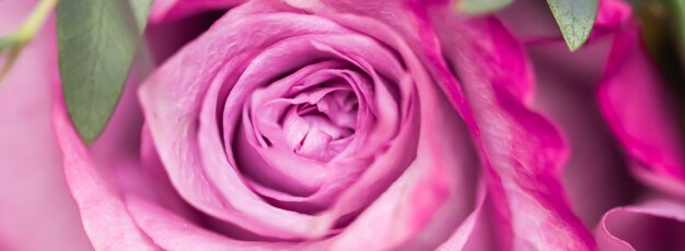 Foto close-up de uma flor de rosa rosa