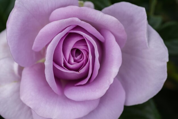 Close-up de uma flor de rosa rosa