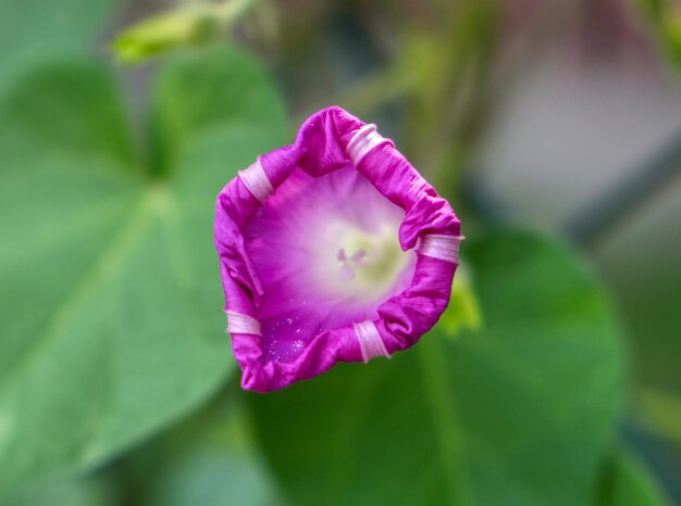 Close-up de uma flor de rosa rosa