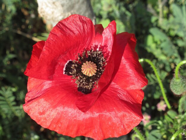 Foto close-up de uma flor de rosa vermelha no parque