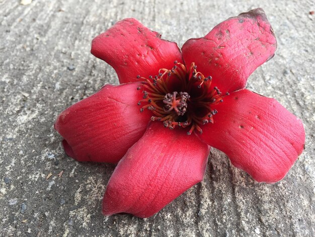 Foto close-up de uma flor de rosa vermelha