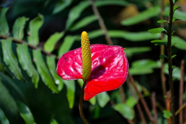 Close-up de uma flor de rosa vermelha