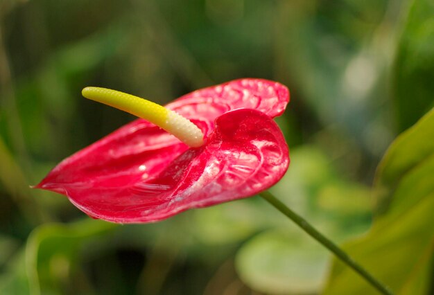 Close-up de uma flor de rosa vermelha