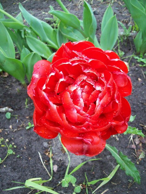 Foto close-up de uma flor de rosa vermelha
