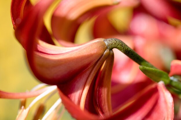 Foto close-up de uma flor de rosa vermelha