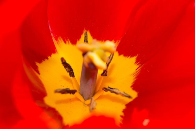 Foto close-up de uma flor de rosa vermelha