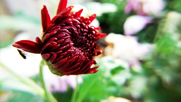 Foto close-up de uma flor de rosa vermelha