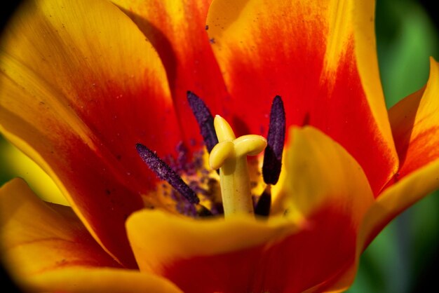 Foto close-up de uma flor de rosa vermelha