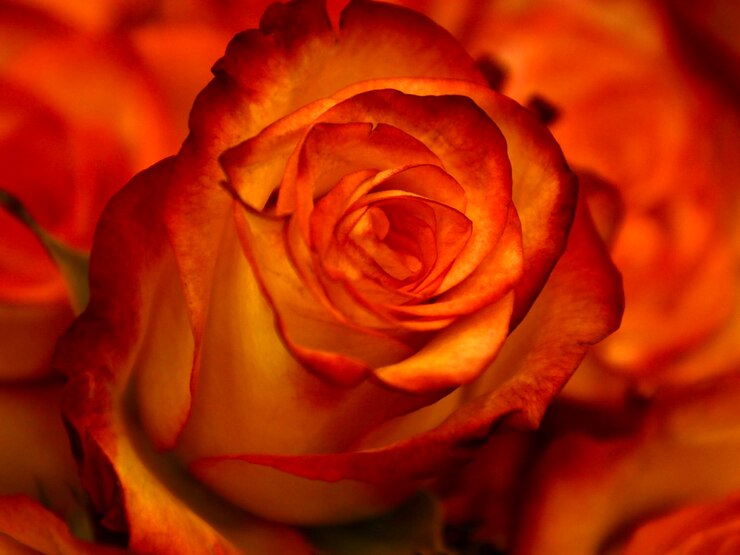 Foto close-up de uma flor de rosa