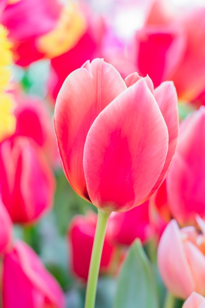 Foto close-up de uma flor de tulipa de primavera em flor de cor rosa