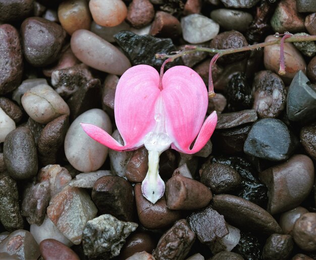 Foto close-up de uma flor em seixos