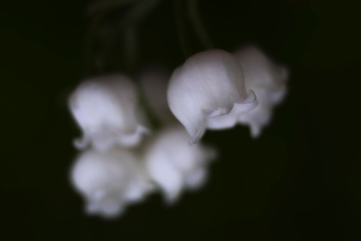 Foto close-up de uma flor florescendo ao ar livre