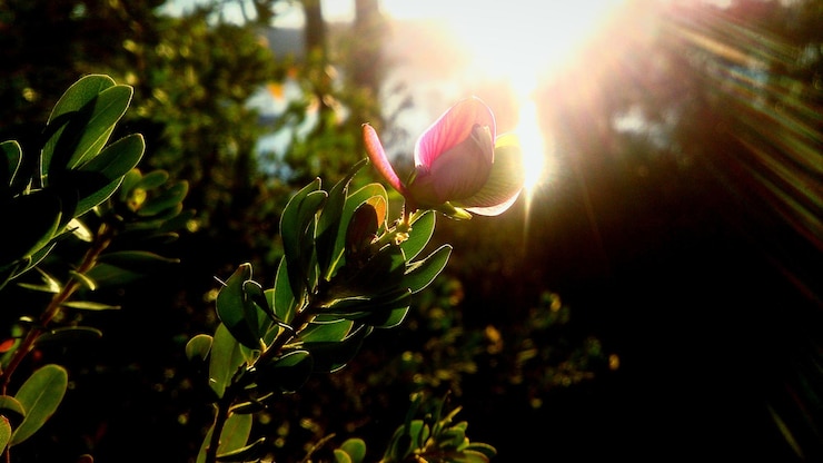 Foto close-up de uma flor florescendo ao ar livre