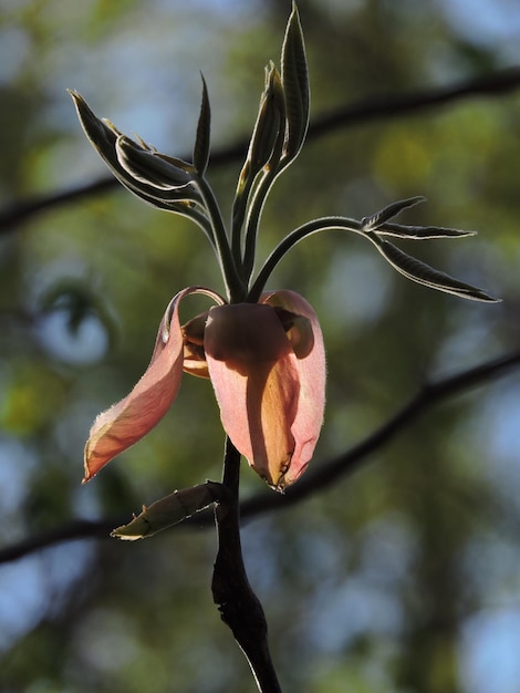 Foto close-up de uma flor florescendo ao ar livre