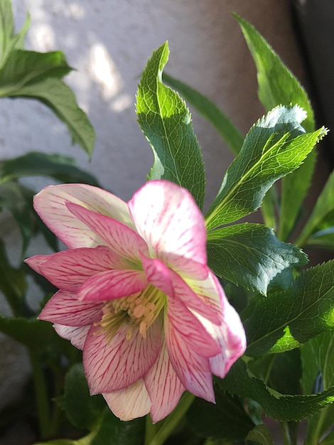 Foto close-up de uma flor florescendo ao ar livre