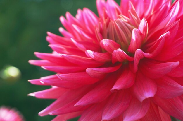 Close-up de uma flor florescendo ao ar livre