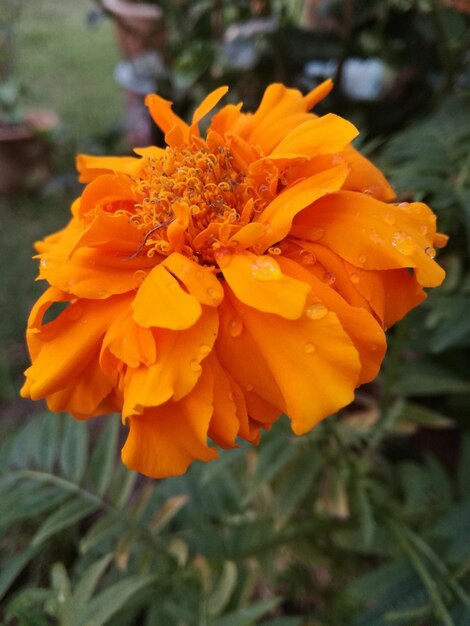 Foto close-up de uma flor florescendo ao ar livre