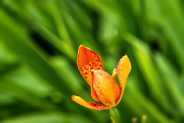 Foto close-up de uma flor florescendo ao ar livre