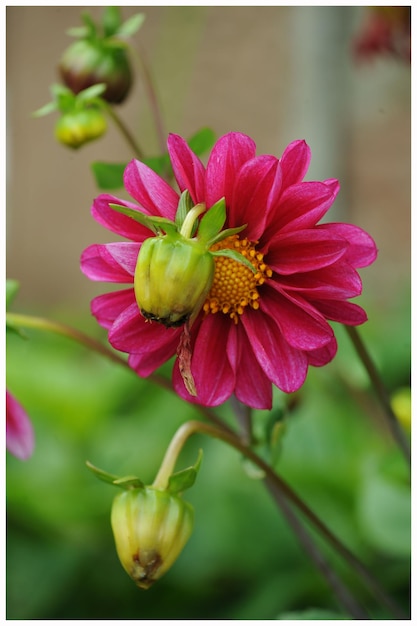 Foto close-up de uma flor florescendo ao ar livre