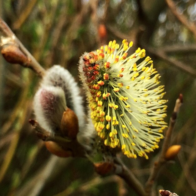 Foto close-up de uma flor florescendo ao ar livre