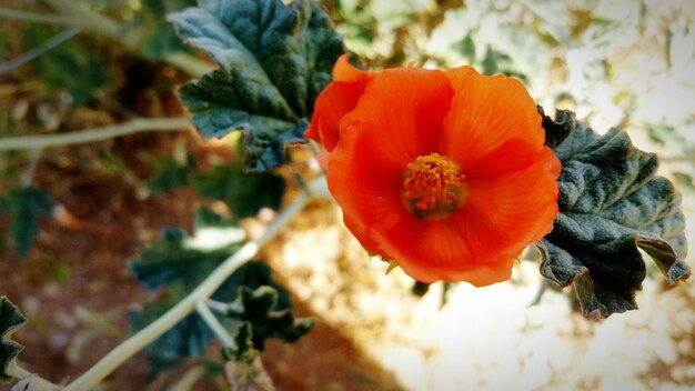 Foto close-up de uma flor florescendo ao ar livre