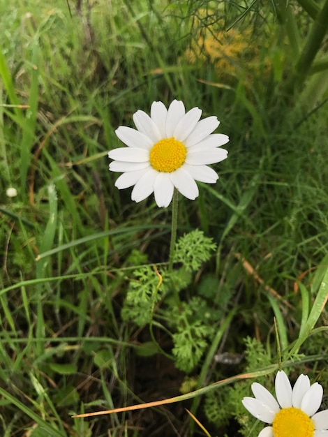 Foto close-up de uma flor florescendo ao ar livre