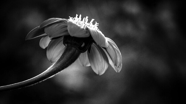 Foto close-up de uma flor florescendo ao ar livre