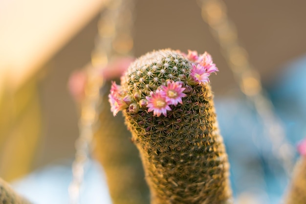 Close-up de uma flor florescendo ao ar livre