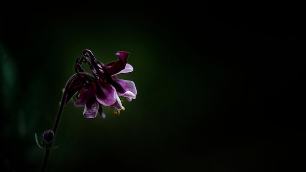 Close-up de uma flor. Magia de flores. Flor roxa em um fundo escuro. Uma bela flor decorativa.