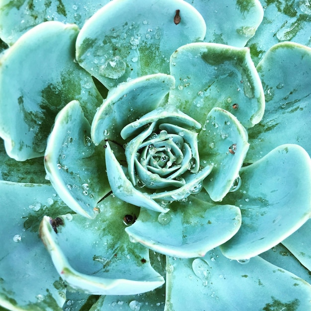 Foto close-up de uma flor molhada