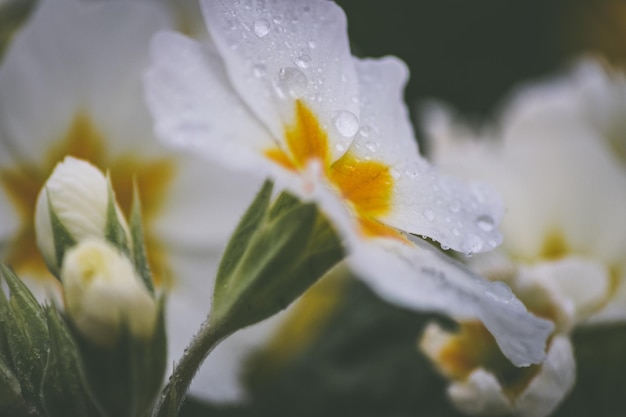Close-up de uma flor molhada