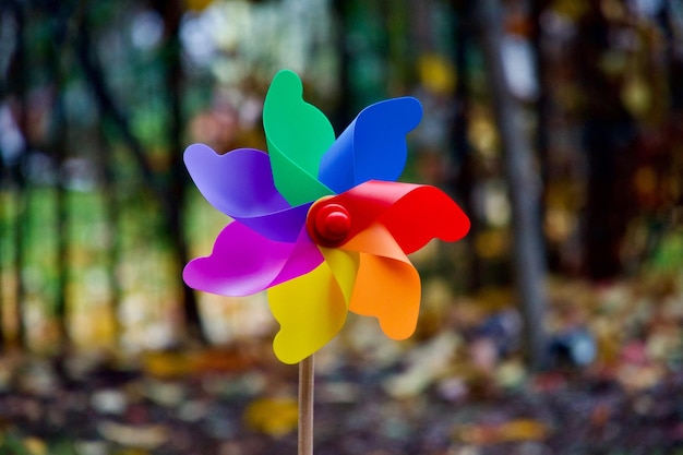 Close-up de uma flor multicolorida contra um fundo desfocado