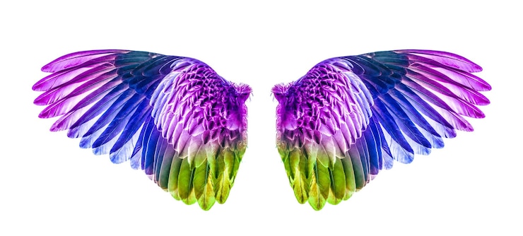 Foto close-up de uma flor multicolorida