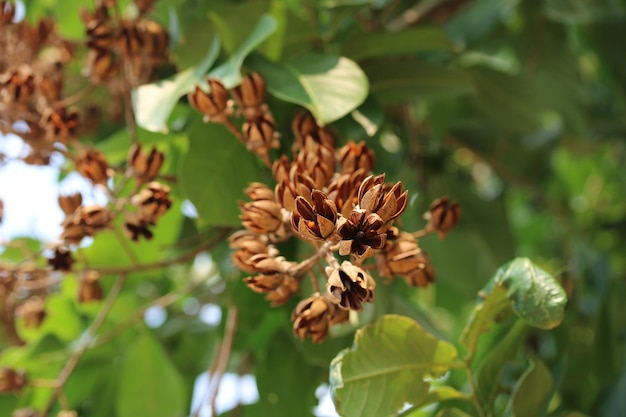 Close-up de uma flor murcha na planta