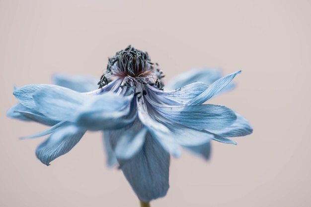 Close-up de uma flor murcha