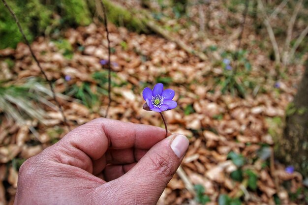 Foto close-up de uma flor na mão