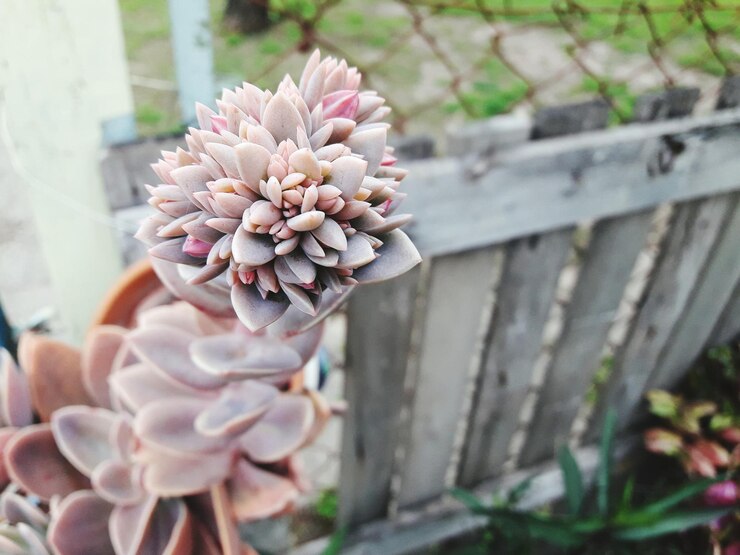 Foto close-up de uma flor na mão