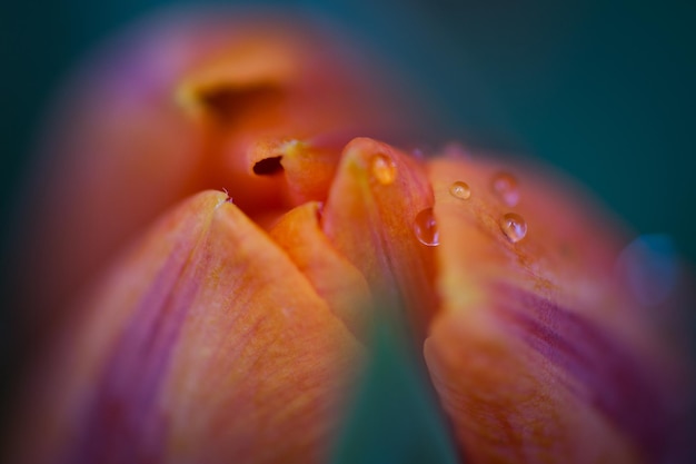 Close-up de uma flor na mão