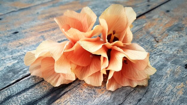 Close-up de uma flor na mesa