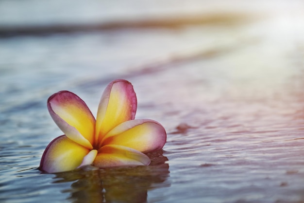 Foto close-up de uma flor na praia