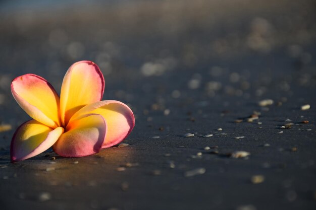 Foto close-up de uma flor na praia