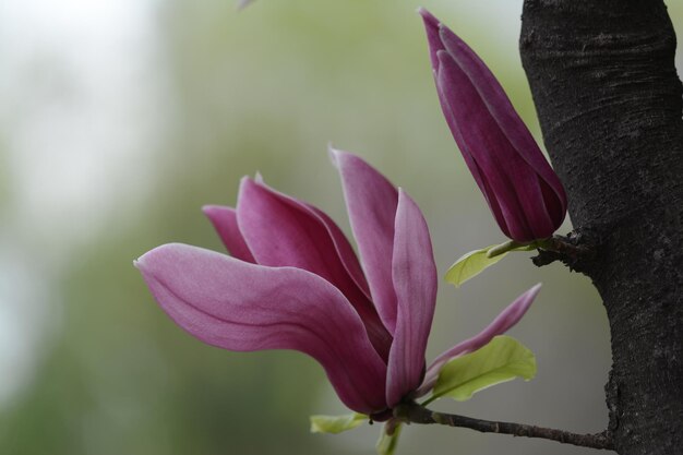 Foto close-up de uma flor no tronco de uma árvore