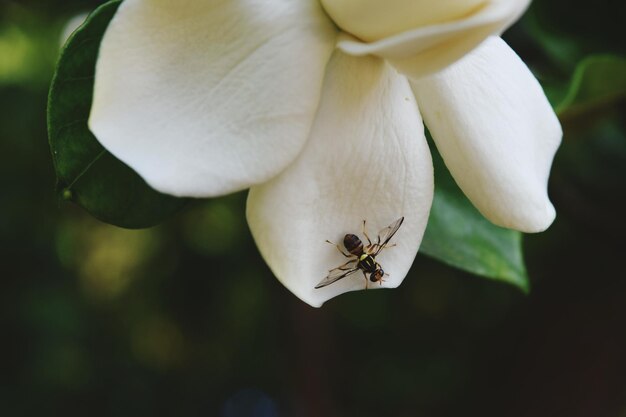 Foto close-up de uma flor polinizada por abelhas