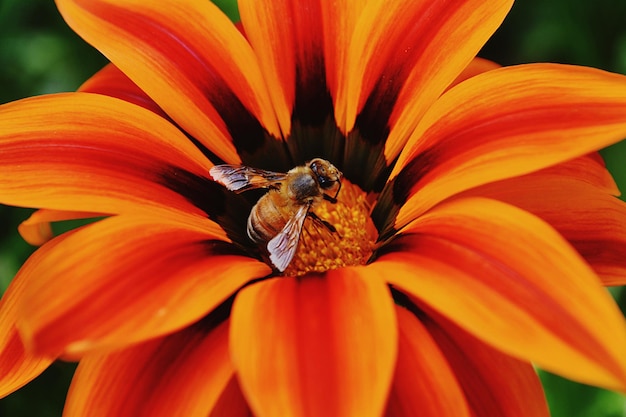 Foto close-up de uma flor polinizada por abelhas