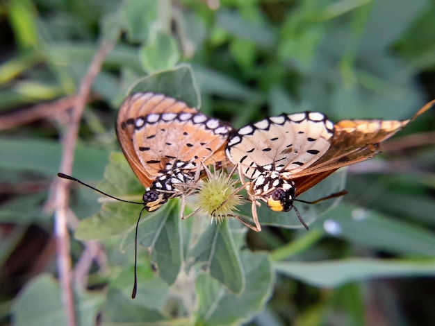 Foto close-up de uma flor polinizadora de borboleta