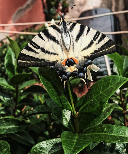 Foto close-up de uma flor polinizadora de borboleta