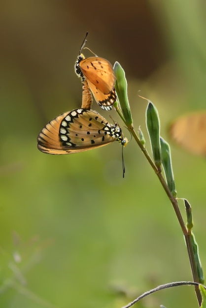 Foto close-up de uma flor polinizadora de borboleta